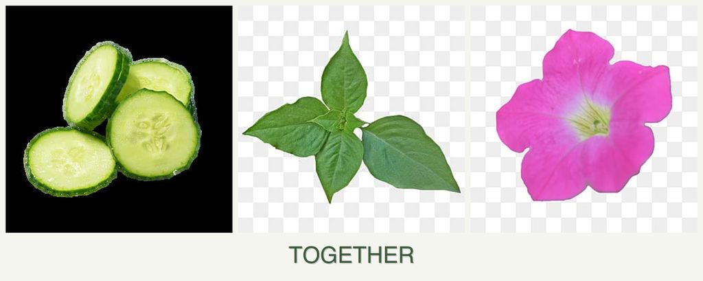 Can you plant cucumbers, basil and petunias together?