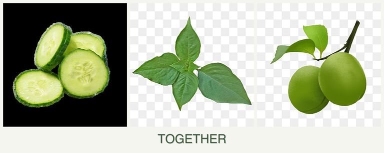 Can you plant cucumbers, basil and plums together?