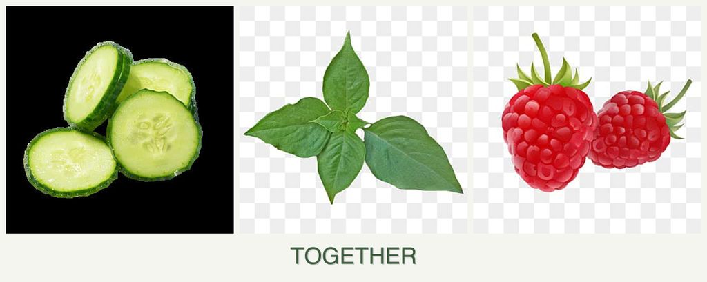 Can you plant cucumbers, basil and raspberries together?
