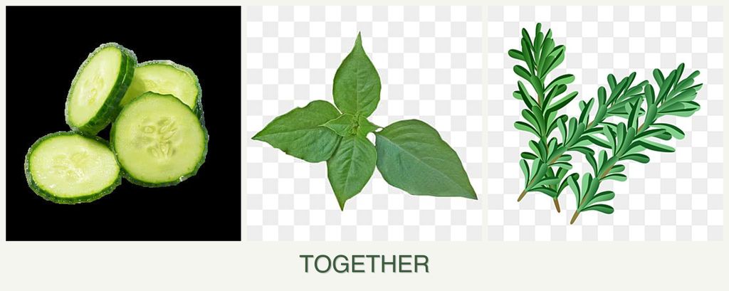 Can you plant cucumbers, basil and rosemary together?