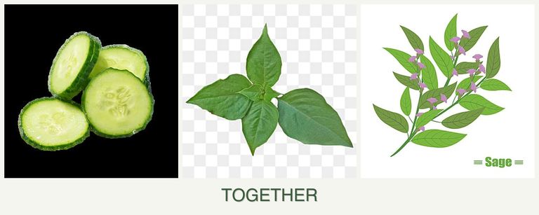 Can you plant cucumbers, basil and sage together?