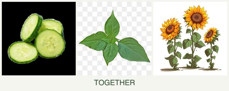Can you plant cucumbers, basil and sunflowers together?