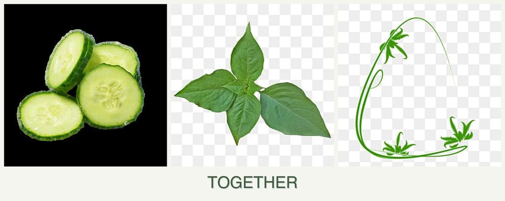 Can you plant cucumbers, basil and tarragon together?