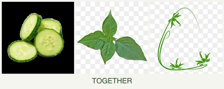 Can you plant cucumbers, basil and tarragon together?