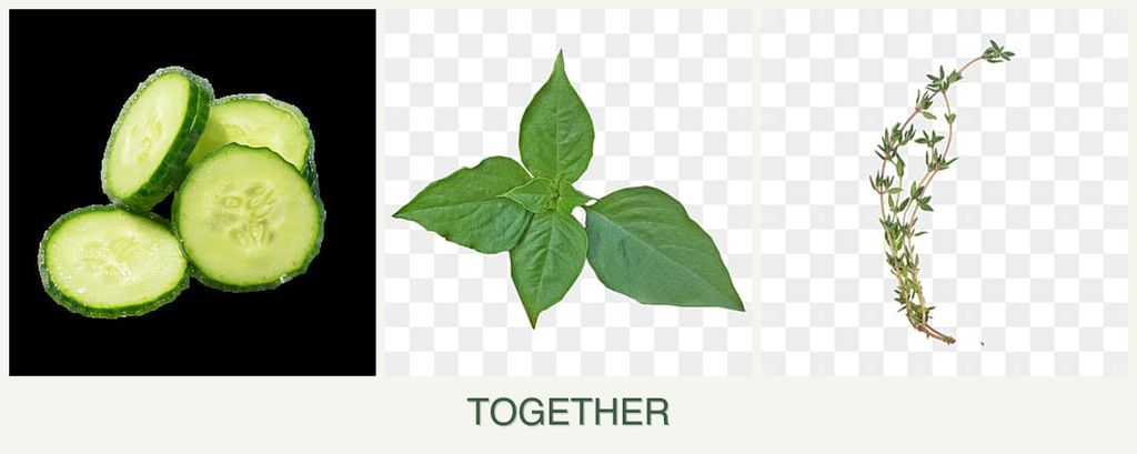 Can you plant cucumbers, basil and thyme together?