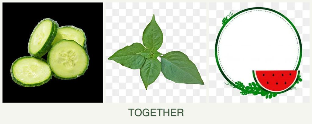 Can you plant cucumbers, basil and watermelons together?