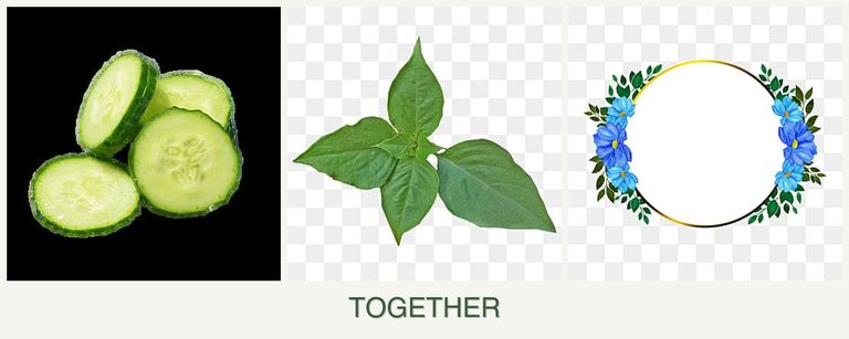 Can you plant cucumbers, basil and zinnias together?