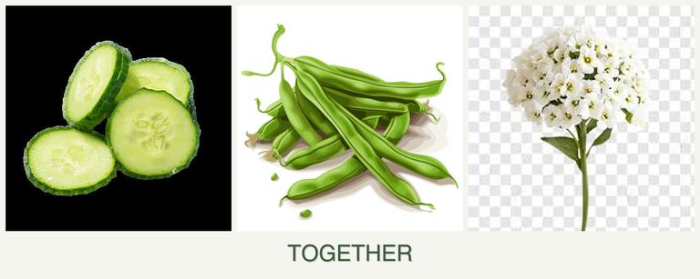 Can you plant cucumbers, beans and alyssum together?
