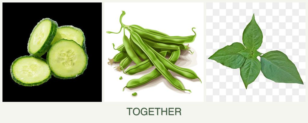 Can you plant cucumbers, beans and basil together?