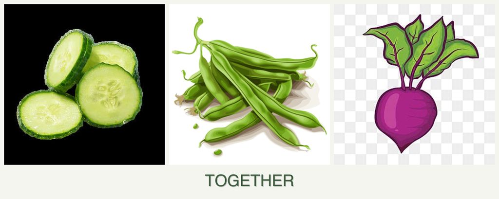 Can you plant cucumbers, beans and beets together?