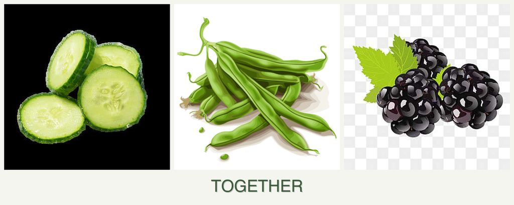 Can you plant cucumbers, beans and blackberries together?