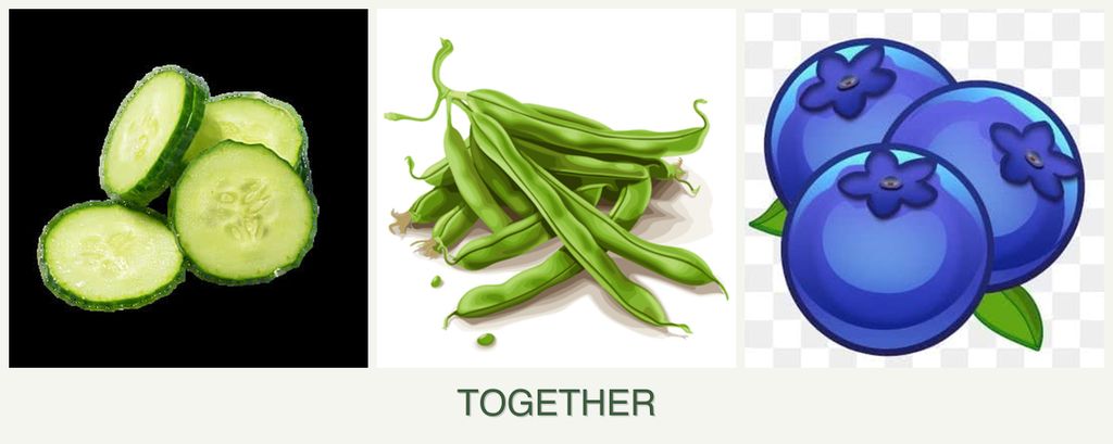 Can you plant cucumbers, beans and blueberries together?