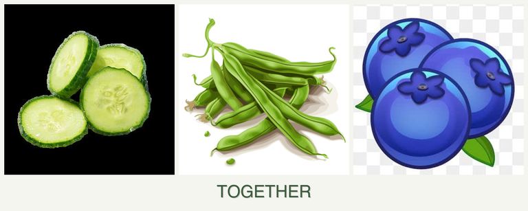 Can you plant cucumbers, beans and blueberries together?