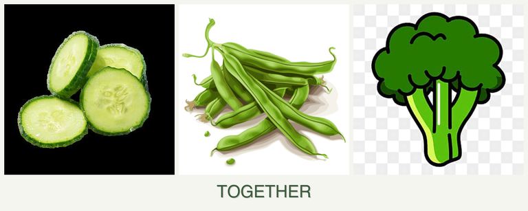 Can you plant cucumbers, beans and broccoli together?