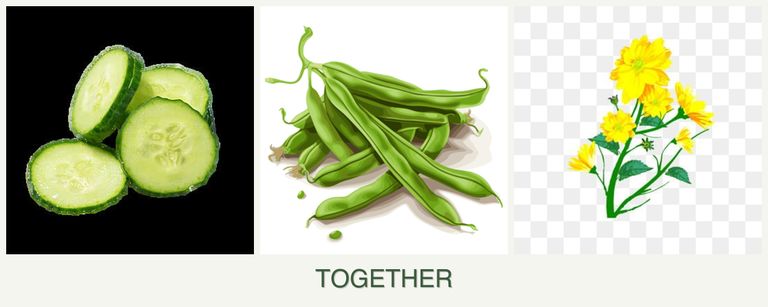 Can you plant cucumbers, beans and calendula together?
