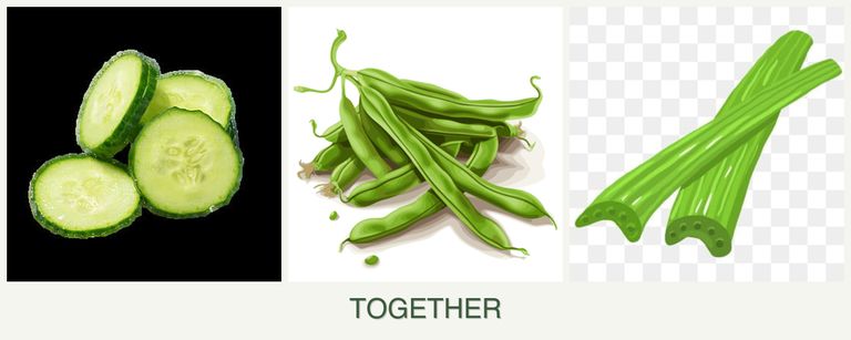 Can you plant cucumbers, beans and celery together?
