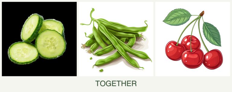 Can you plant cucumbers, beans and cherries together?