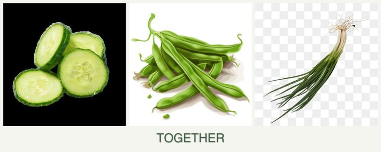Can you plant cucumbers, beans and chives together?
