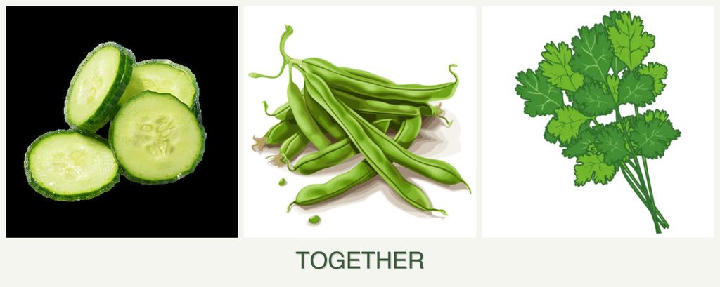 Can you plant cucumbers, beans and cilantro together?