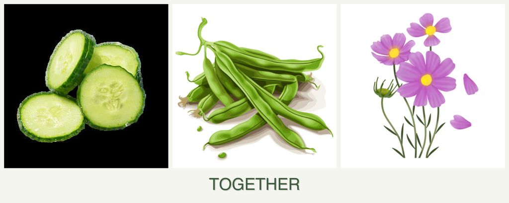 Can you plant cucumbers, beans and cosmos together?