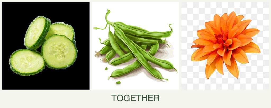 Can you plant cucumbers, beans and dahlias together?