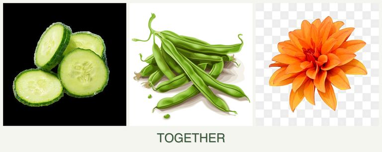 Can you plant cucumbers, beans and dahlias together?