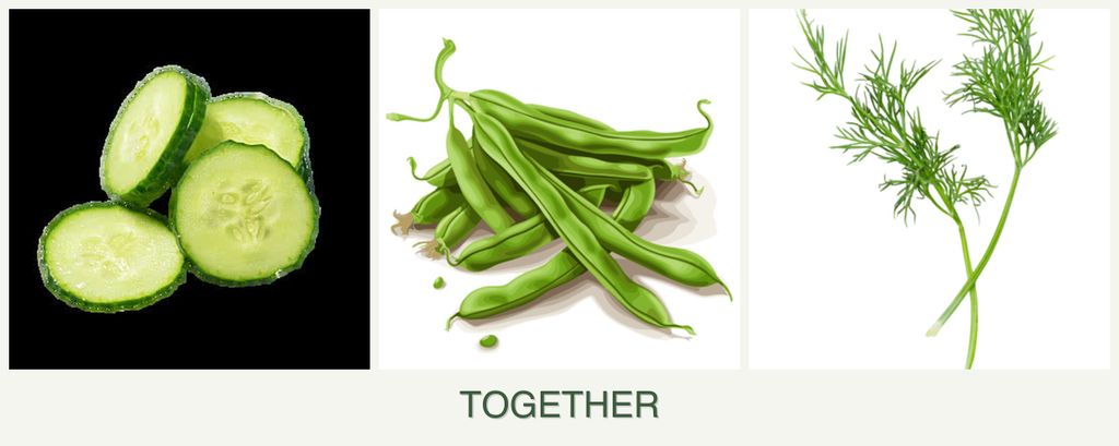 Can you plant cucumbers, beans and dill together?