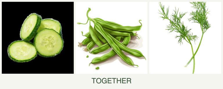 Can you plant cucumbers, beans and dill together?