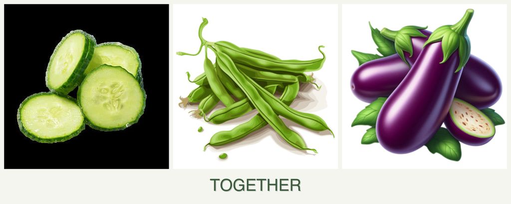 Can you plant cucumbers, beans and eggplant together?