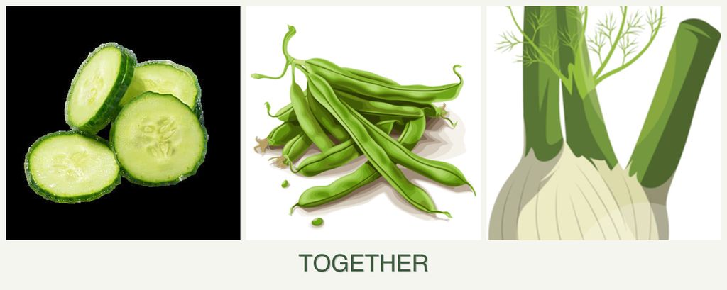 Can you plant cucumbers, beans and fennel together?