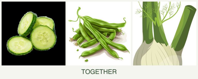 Can you plant cucumbers, beans and fennel together?