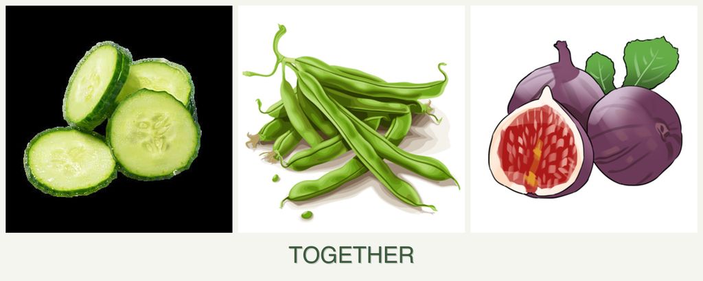 Can you plant cucumbers, beans and figs together?