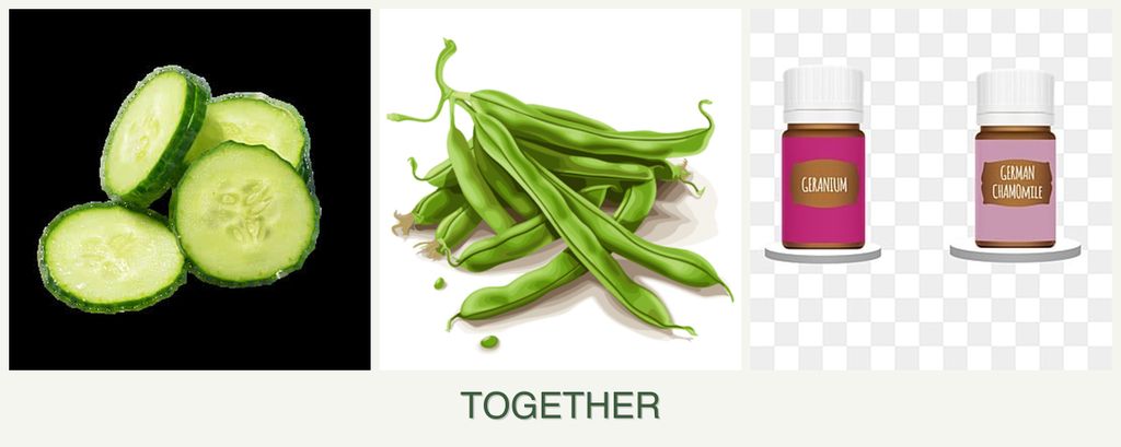 Can you plant cucumbers, beans and geraniums together?