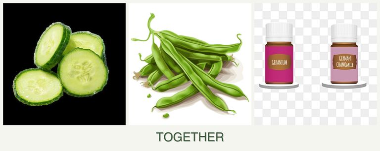 Can you plant cucumbers, beans and geraniums together?