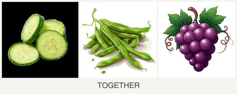Can you plant cucumbers, beans and grapes together?