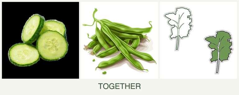 Can you plant cucumbers, beans and kale together?