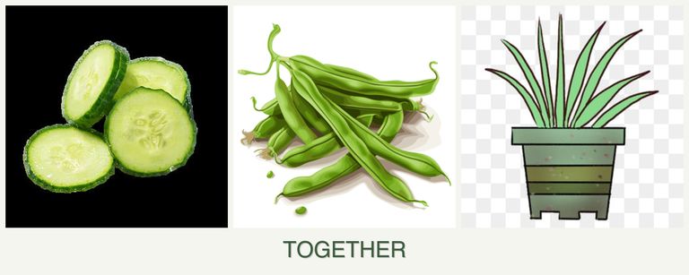 Can you plant cucumbers, beans and lemongrass together?