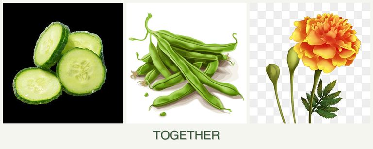 Can you plant cucumbers, beans and marigolds together?