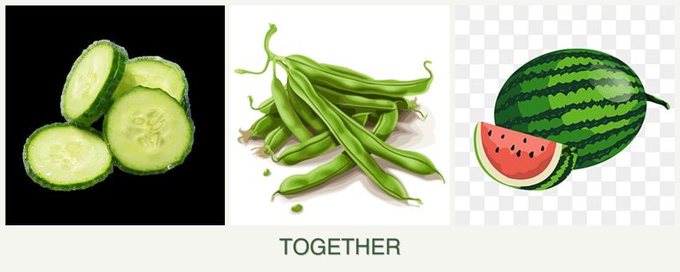 Can you plant cucumbers, beans and melons together?