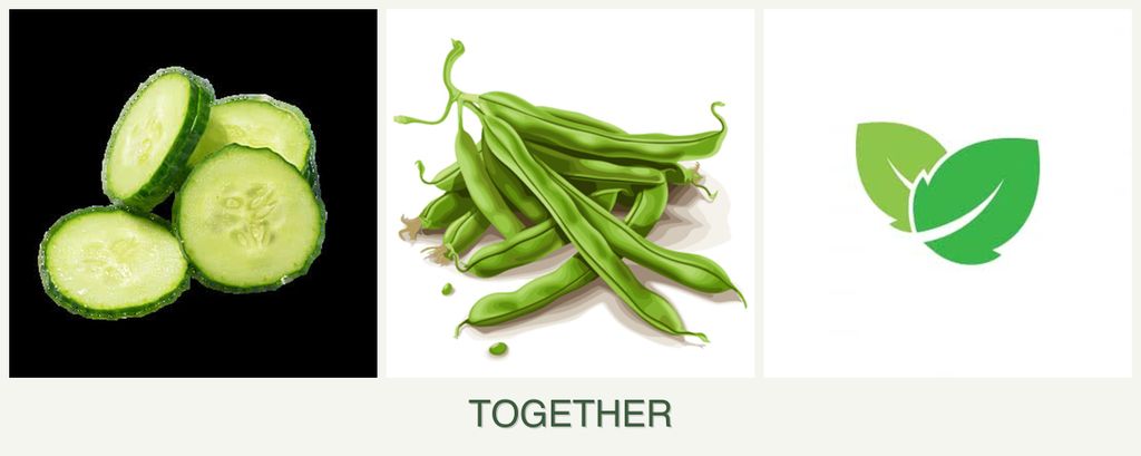 Can you plant cucumbers, beans and mint together?