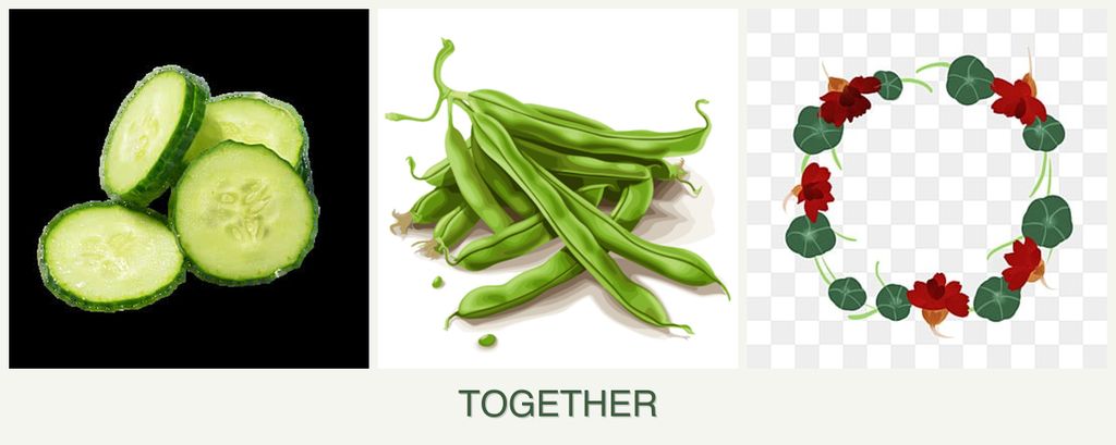 Can you plant cucumbers, beans and nasturtiums together?