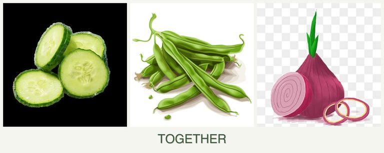 Can you plant cucumbers, beans and onions together?