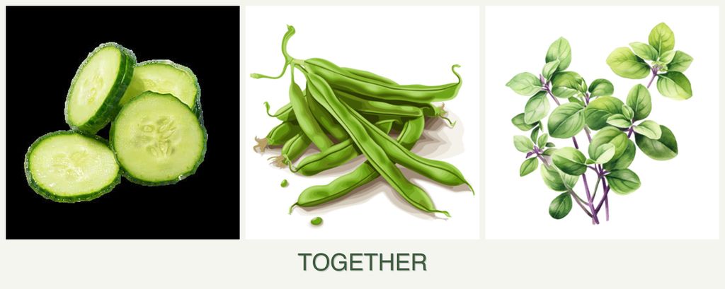 Can you plant cucumbers, beans and oregano together?