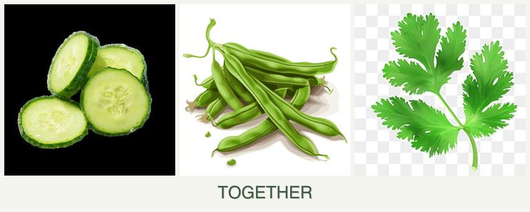 Can you plant cucumbers, beans and parsley together?