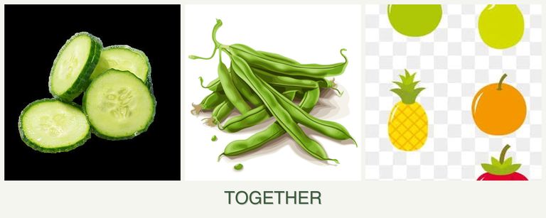 Can you plant cucumbers, beans and pears together?
