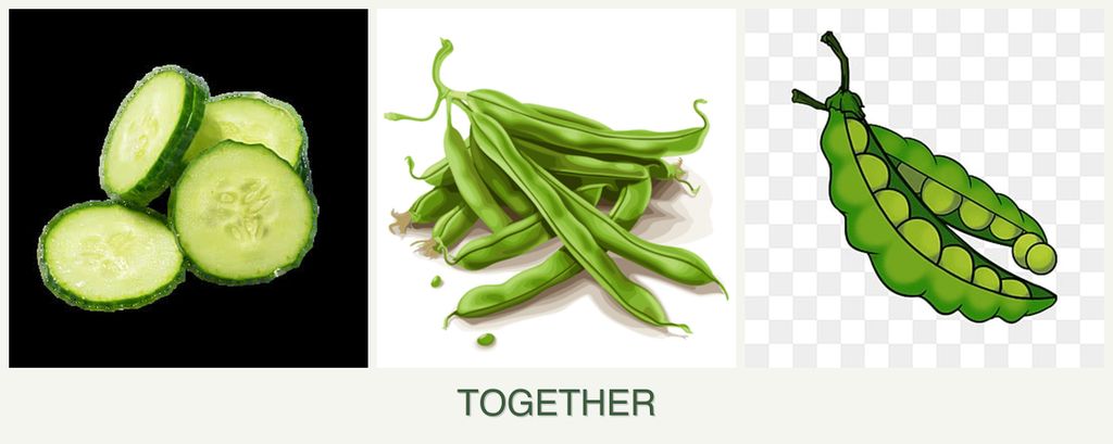 Can you plant cucumbers, beans and peas together?