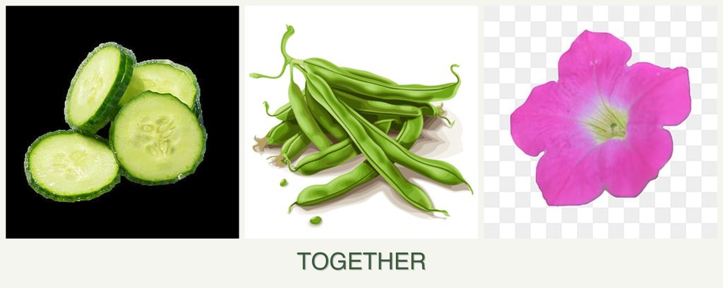 Can you plant cucumbers, beans and petunias together?