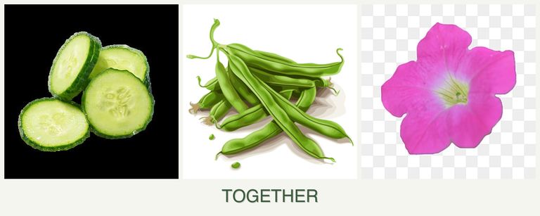 Can you plant cucumbers, beans and petunias together?