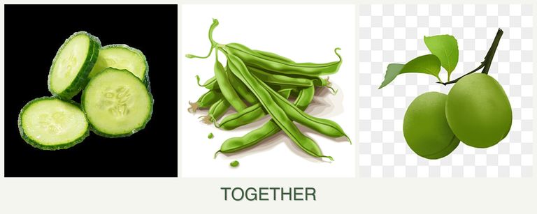 Can you plant cucumbers, beans and plums together?