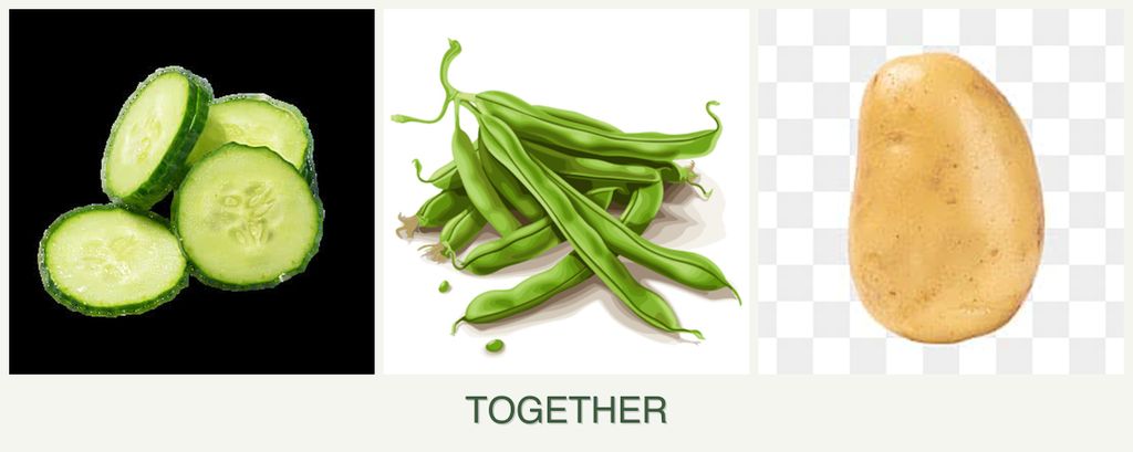 Can you plant cucumbers, beans and potatoes together?